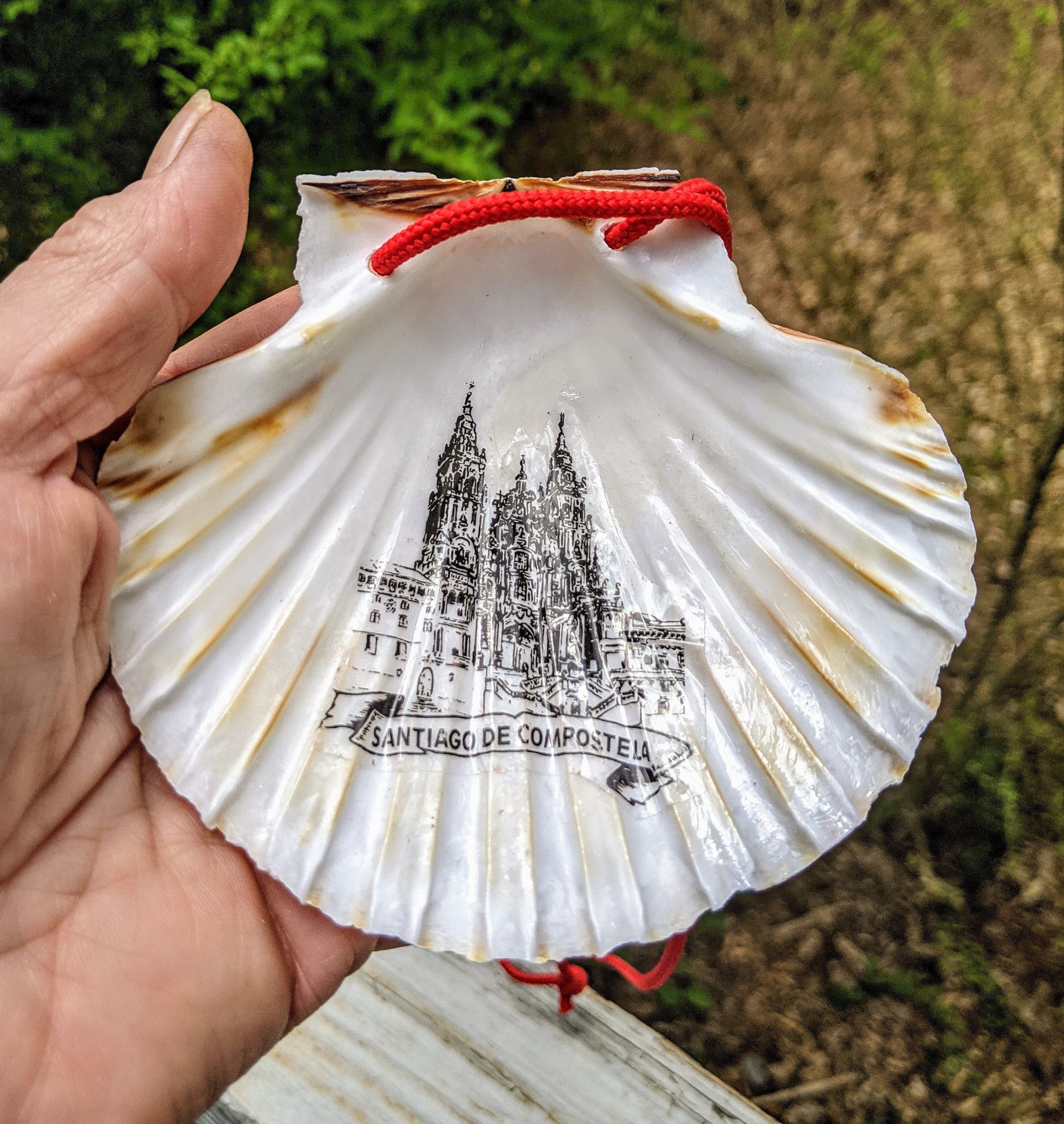 NEW Camino De Santiago Pilgrim Scallop Shells / Inside Image | Etsy