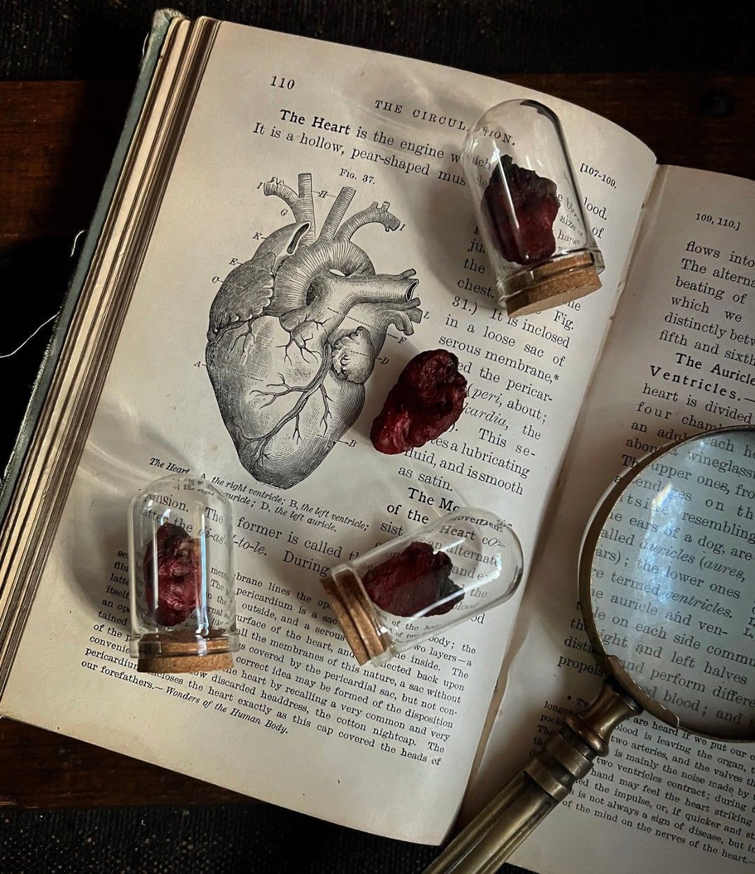 Mummified Rabbit Heart Real Anatomical Preserved Taxidermy Heart in ...