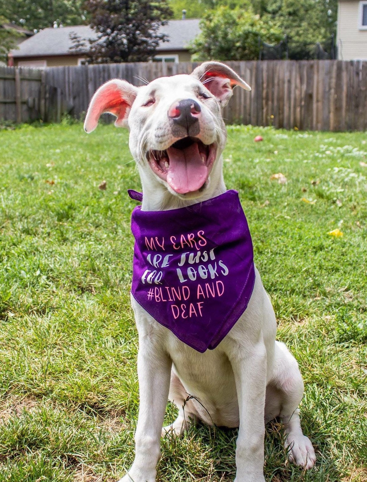 Deaf dog outlet accessories