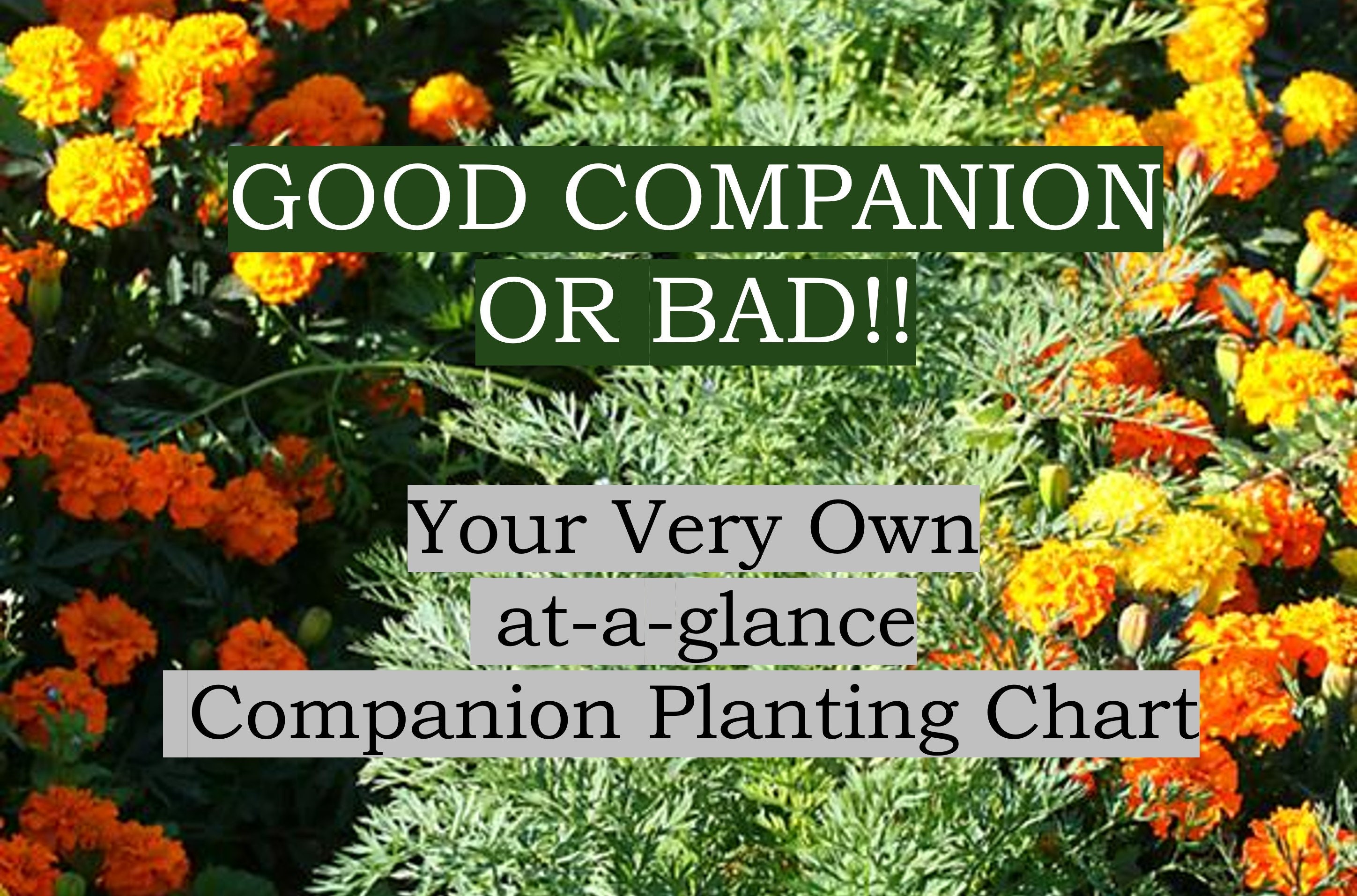 B W Companion Hitch for sale 45 ads