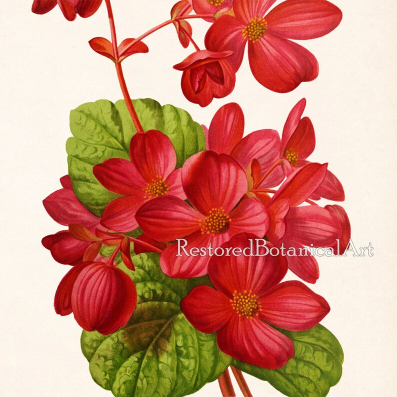 Botanical Print Set Floral Print Set Set of 9 Prints Etsy