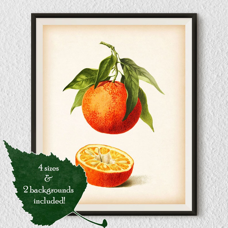 Citrus art Illustration Orange print Antique botanical art Etsy