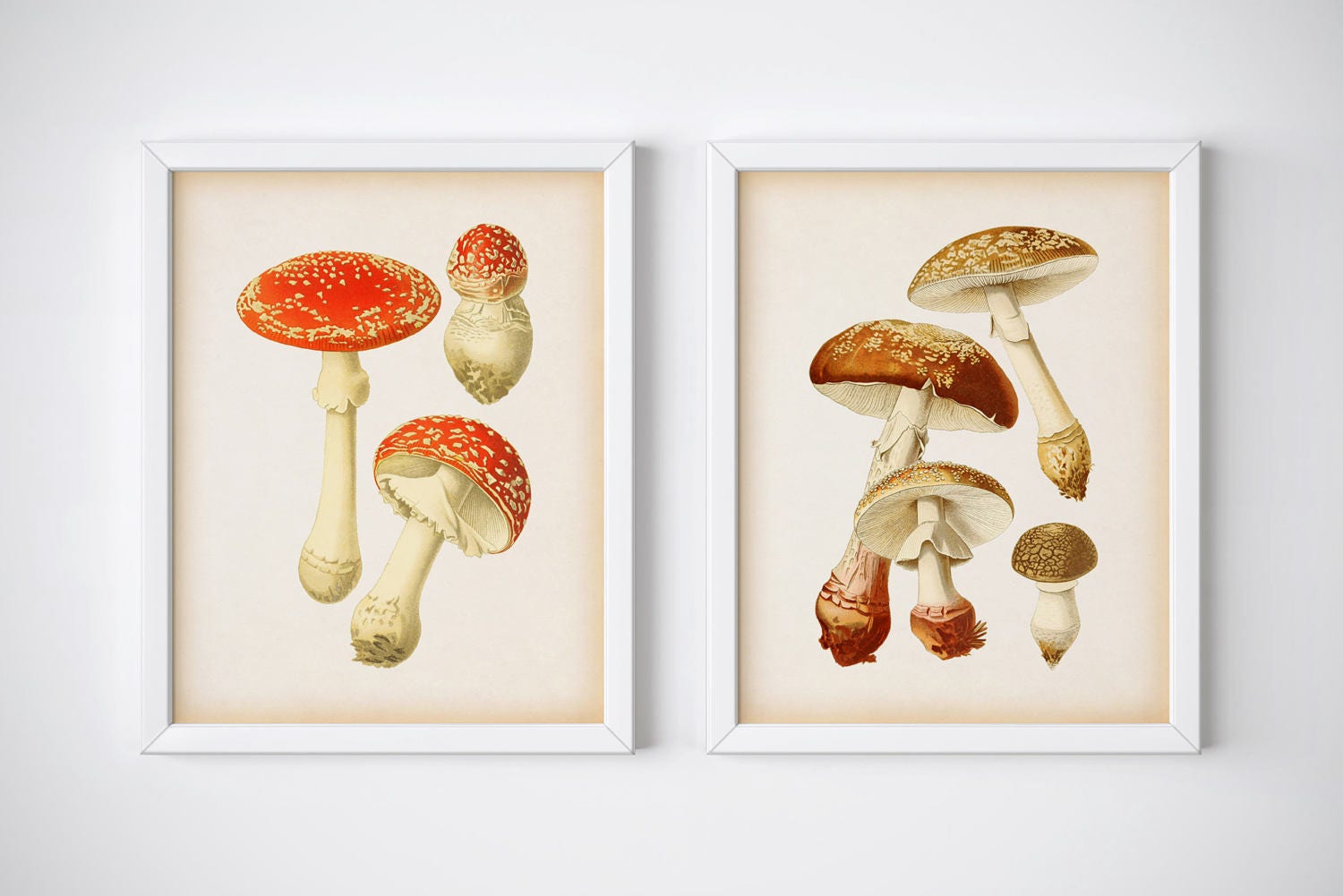 Vintage mushroom print set Set of 4 mushroom prints Fungi | Etsy