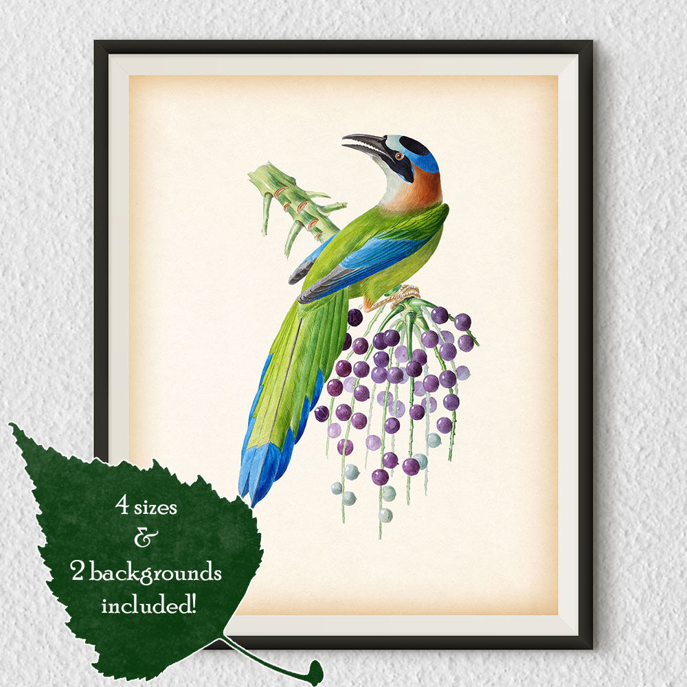 Bird wall art Digital print Vintage bird print Printable Etsy