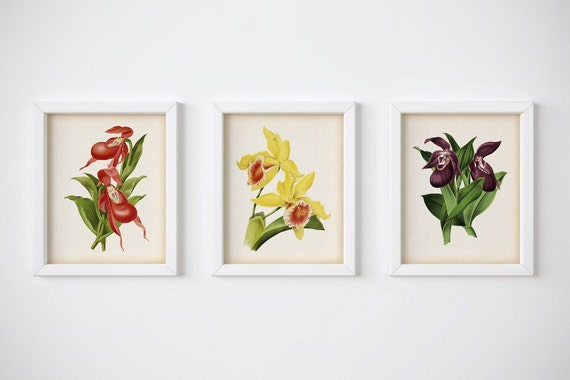 Set Of 3 Flower Prints Orchid Botanical Ilration - Instant Wall Art Botanical Prints 45 Ready To Frame Vintage Set Of 3 Flower Prints Orchid Botanical Ilration - Instant Wall Art Botanical Prints 45 Ready To Frame Vintage