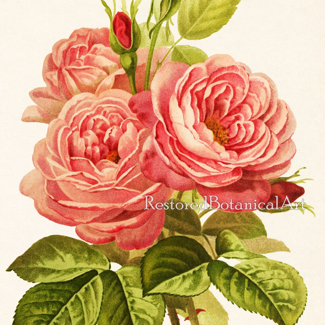 Rose Art Botanical Print Vintage Rose Wall Art Rose Print | Etsy