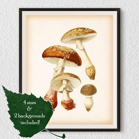 Illustration De Champignon Crue Champignons Imprimer Etsy
