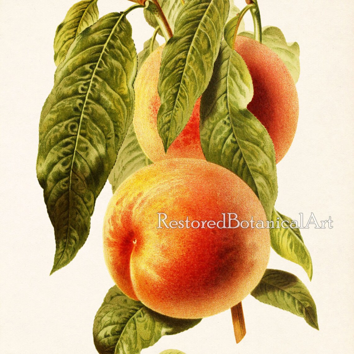 Kitchen Print Set Fruit Print Fruit Wall Decor Wall Art Etsy