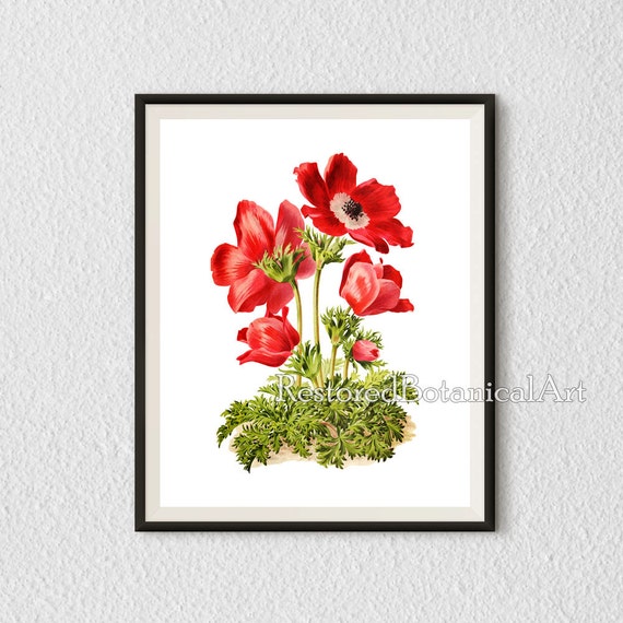 Botanical Print Anemone Flower Vintage Prints Antique Art 50