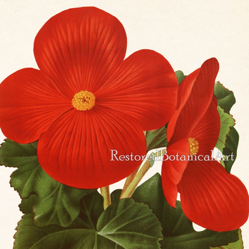 Botanical Print Set Floral Print Set Set of 9 Prints Etsy