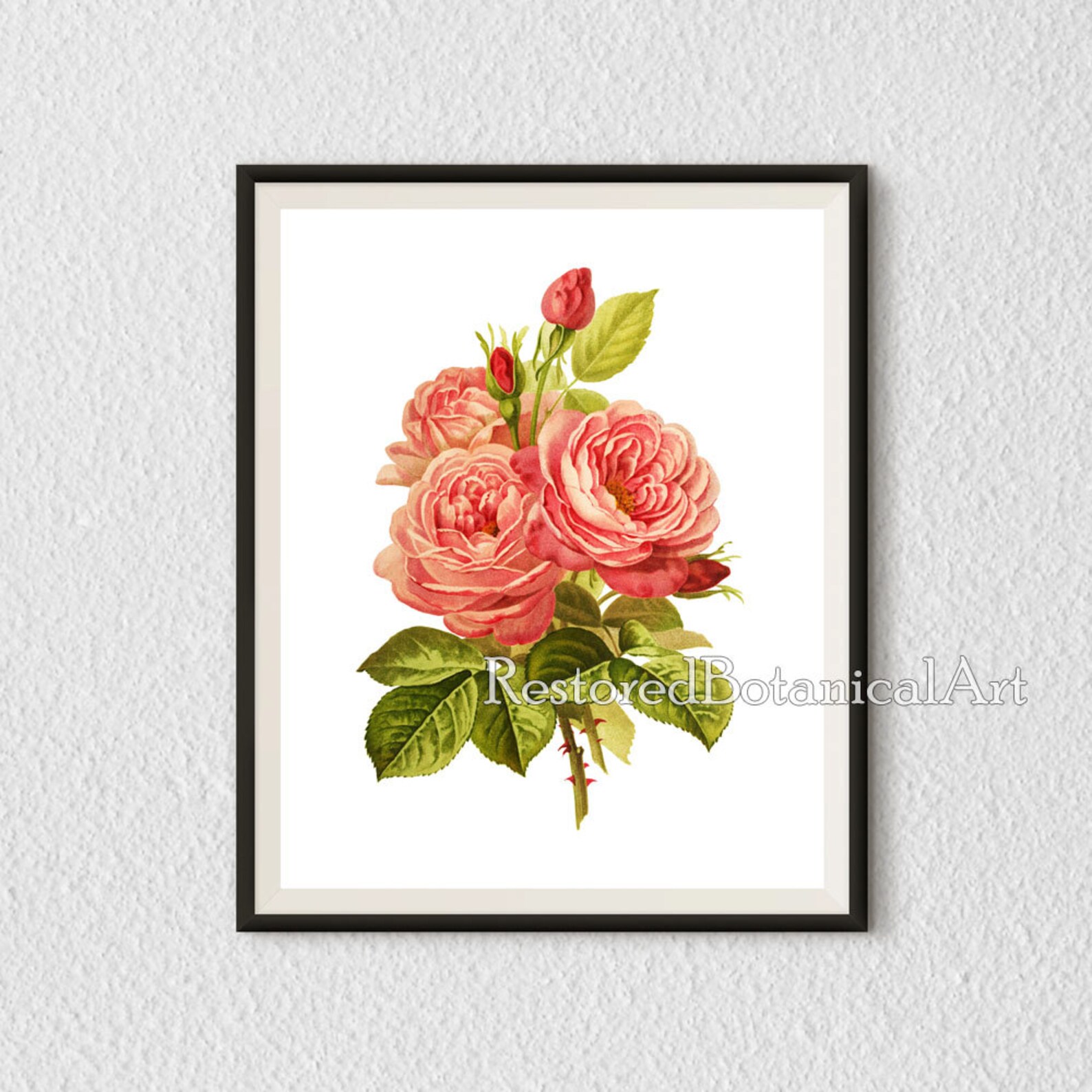 Rose Art Botanical Print Vintage Rose Wall Art Rose Print Etsy