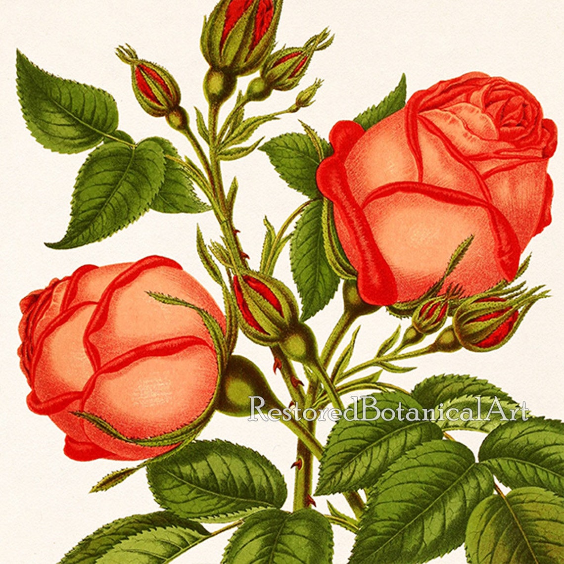 Vintage Rose Print Set Set of 2 Rose Prints Rose Art | Etsy