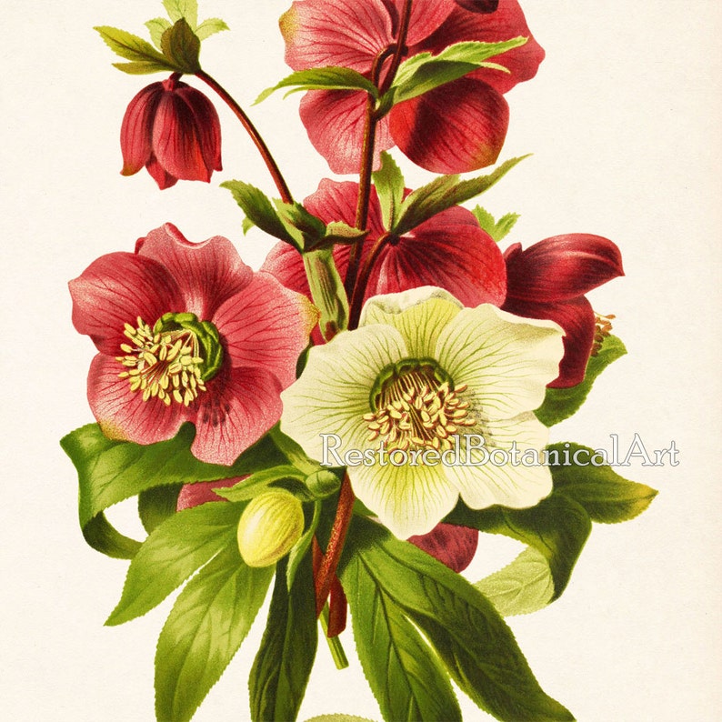 Floral Print Art Print Vintage Floral Wall Art Antique Art Etsy