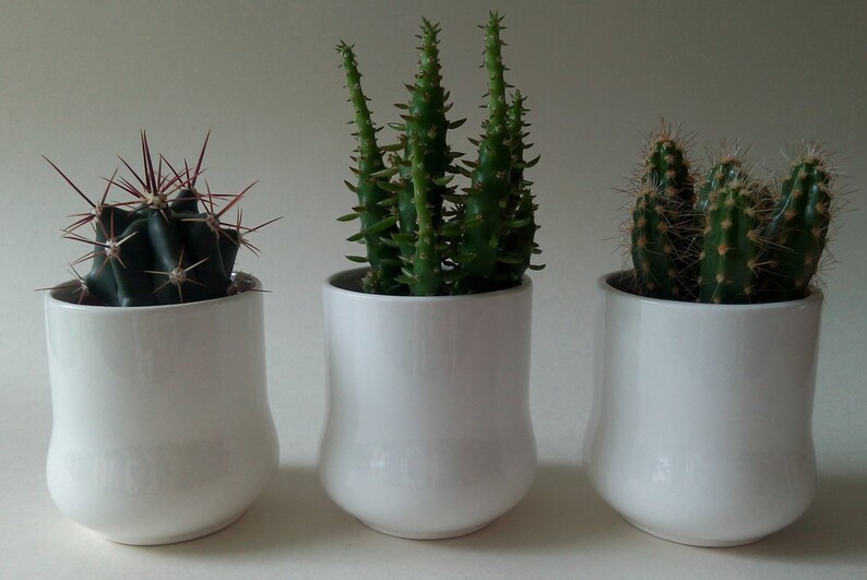 China Plant Pot. Cacti Pot. Succulent Pot. Ceramic Plant Pot. Pen Pot. Utensil Pot. Beaker. White China Pot. Plant Lovers Gift. image 2