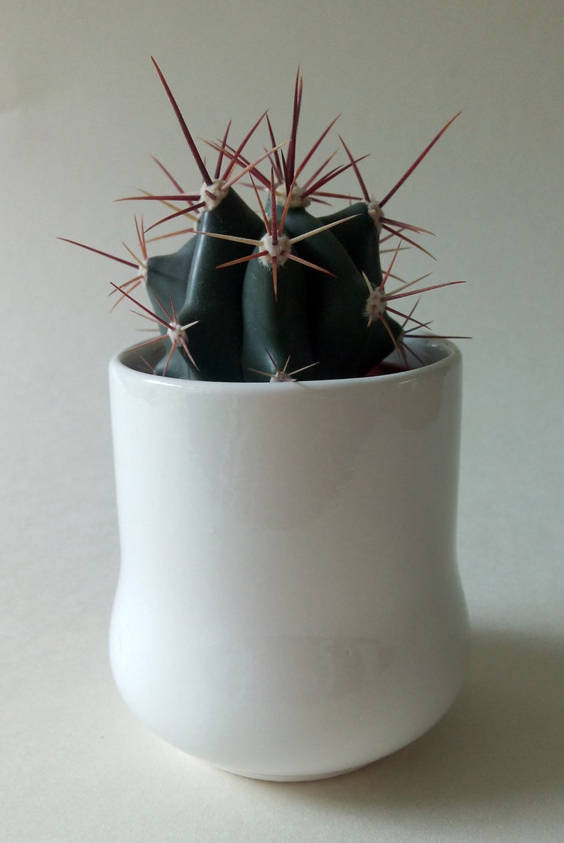 China Plant Pot. Cacti Pot. Succulent Pot. Ceramic Plant Pot. Pen Pot. Utensil Pot. Beaker. White China Pot. Plant Lovers Gift. image 3