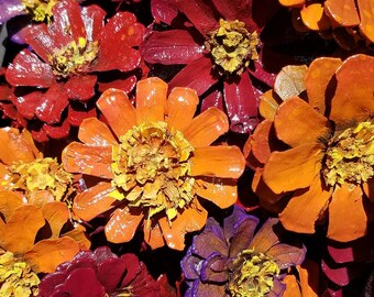pine cone zinnia etsy