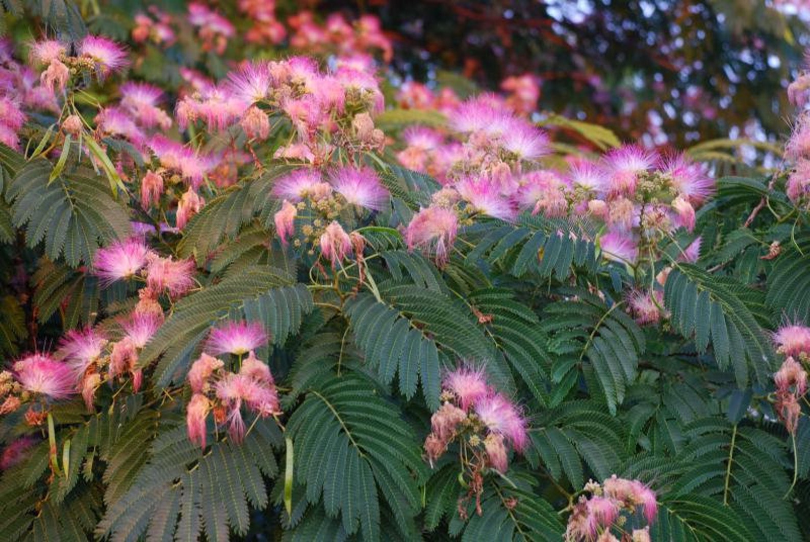 Mimosa Tree Seeds 20 Mimosa Tree Seeds Julibrissin Etsy