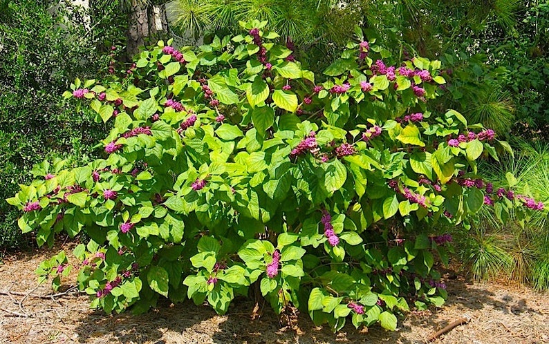 MagnoliaFloralTexas American Beauty Berry Seeds - Thumbnail 4