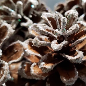 May include: Close-up of pine cones covered in white glitter. The cones are brown and have a natural texture. The glitter adds a festive touch.