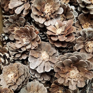 Puede incluir: Primer plano de una colección de piñas marrones. Las piñas presentan un aspecto texturizado y en capas con diversas tonalidades de marrón y beige. La imagen destaca los intrincados detalles de las formas naturales.