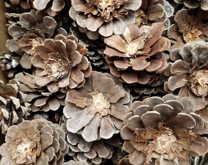 SALE Imperfect Pine Cone Zinnia Pine Cone Flowers 10 Pcs Crafting Cone