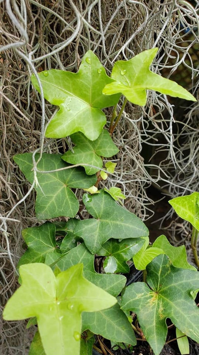 English Ivy plant rooted Live Ivy plant ONE small Hedera Etsy