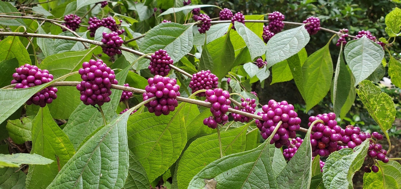 Callicarpa japonica (Common names: Japanese Beautyberry