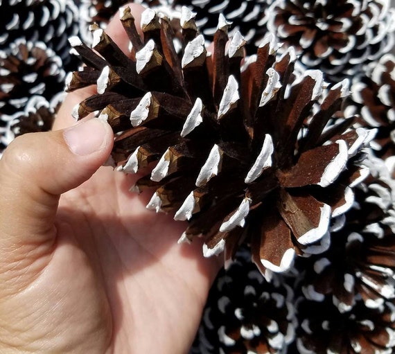 180 Pcs Rustic Mini Pine Cones, White Christmas Snow Pine Cones Ornaments,Wood Frosted Pine Cone Ornaments for Thangksgiving, Christmas, Autumn