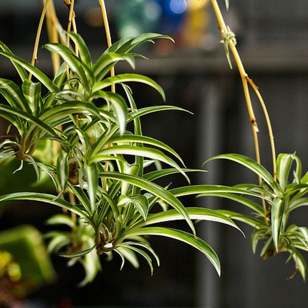 Variegated SPIDER plant - variagated AIRPLANE Plant - rooted Live Starter Size - ONE Chlorophytum Comosum baby plant