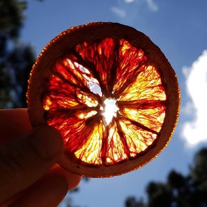 Dehydrated blood orange 10 perfect dried Orange Slices Dried blood orange snack packs dried fruit cocktail garnish client gift realtor gift