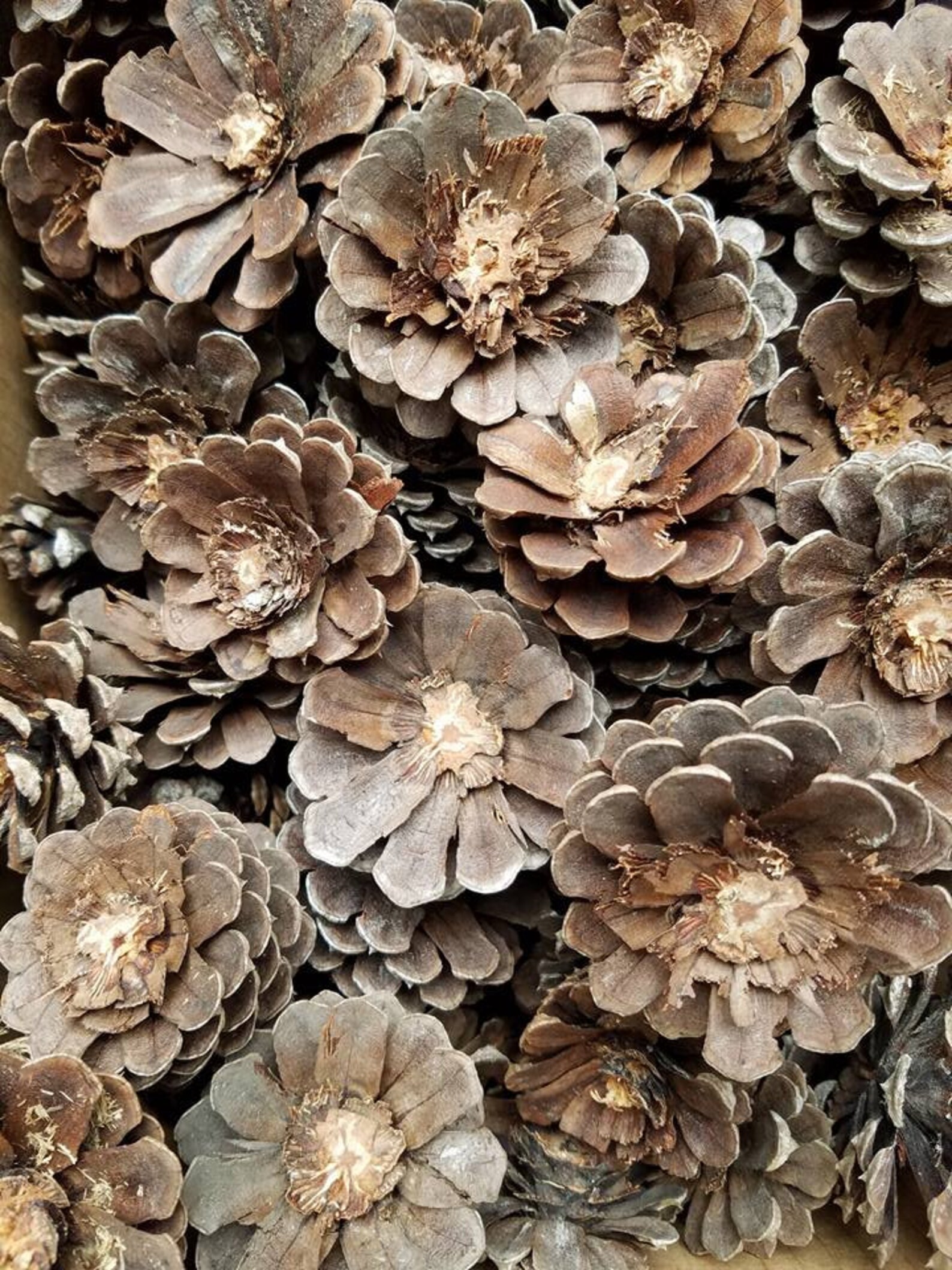 SALE Imperfect Pine Cone Zinnia Pine Cone Flowers 10 Pcs Etsy