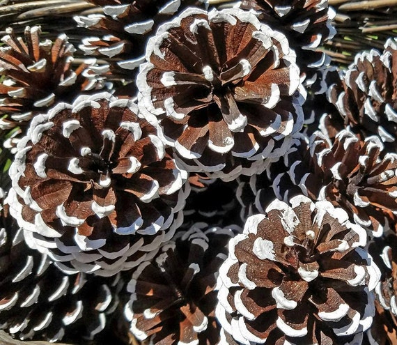 White Snow Tipped Pine Cones, Frosted Pine Cones, Christmas Pine Cones , Pine  Cone Ornament, Holiday DIY, Winter Wedding DIY 