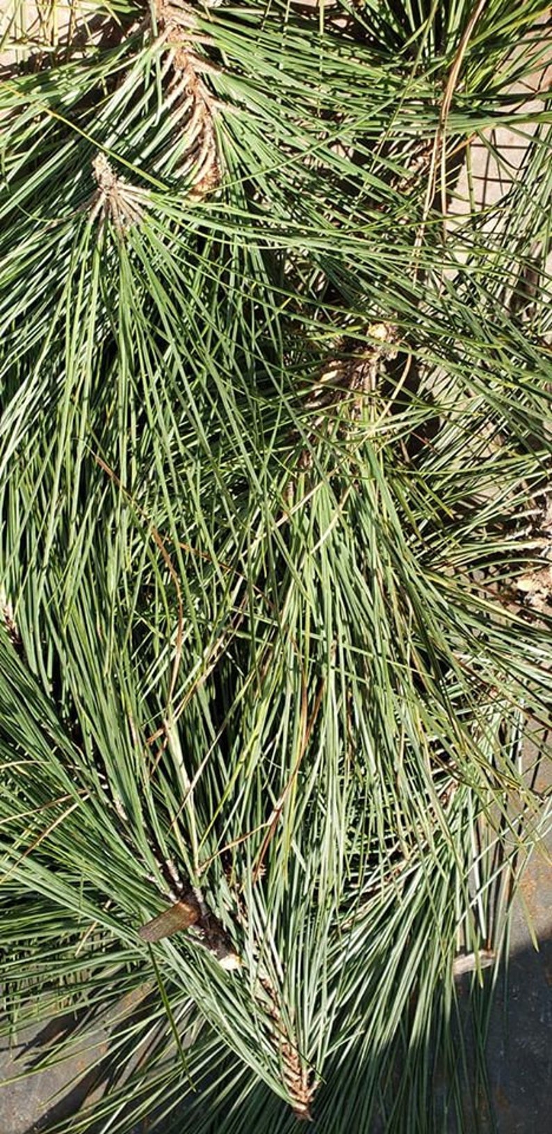 Where To Buy Fresh Pine Branches at Ray Edmiston blog