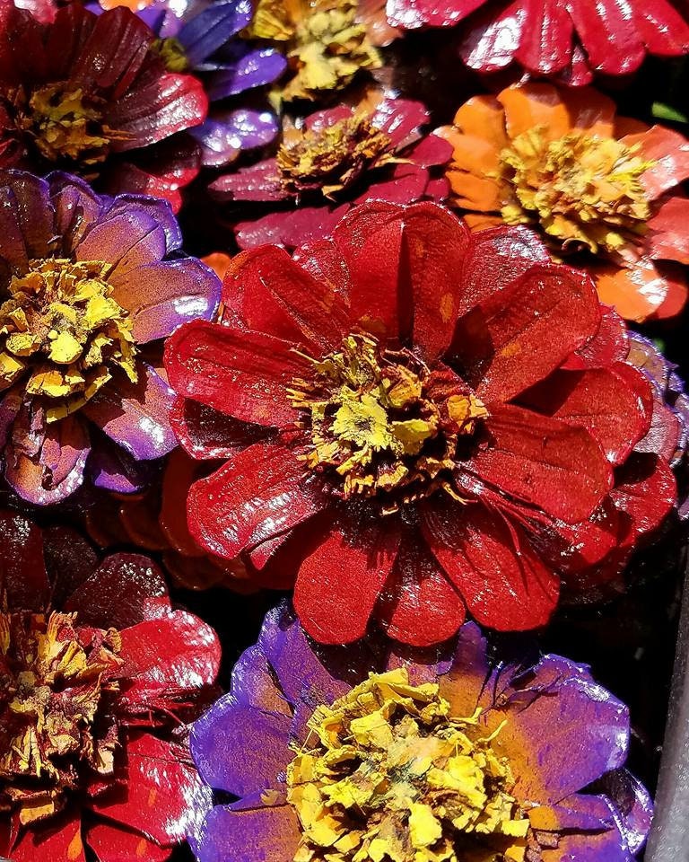 Zinnia Pine cone Painted Pine cones daisy pine cone Flowers Etsy