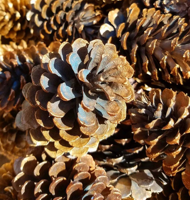 Christmas Pine Cones Gold Pine Cones Blue Pine Cones 1 DOZEN Etsy