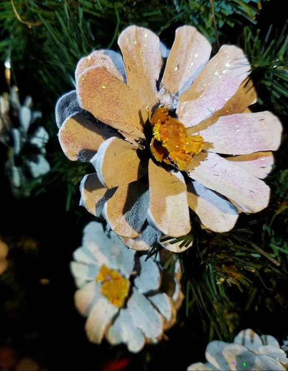 pine cone daisy pine
