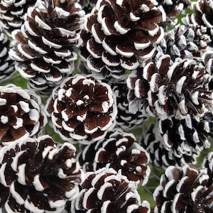 May include: A close-up of a group of brown pine cones with white paint accents. The cones are arranged in a cluster, showing their intricate details and textures.