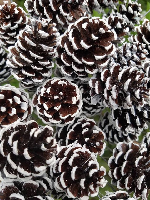 Loose Christmas Pine cone, Snow tipped Pine Cone, Frosted Pine Cones, Pine  cone Ornament winter DIY Winter Pack of 18 cones 1.15 to 2.5