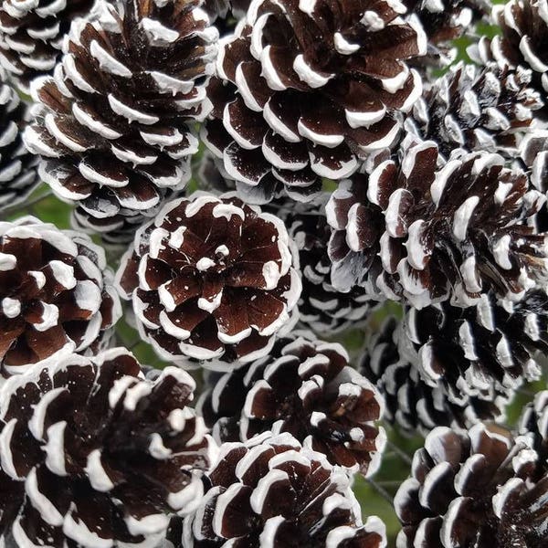 Loose Christmas Pine cone, Snow tipped Pine Cone, Frosted Pine Cones, Pine cone Ornament winter DIY Winter Pack of 18 cones  1.15" to 2.5 "