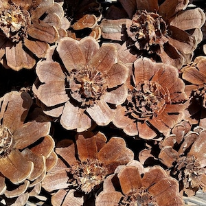 Puede incluir: Primer plano de varias piñas marrones, cada una con una forma única similar a una flor. Los conos tienen una superficie texturizada y diferentes tonos de marrón, creando una estética natural y terrosa. La imagen muestra los intrincados detalles de los conos.
