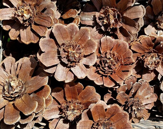 Pine Cone Daisy Flowers Pine Cone Zinnia Pine Cone Flowers Zinnia