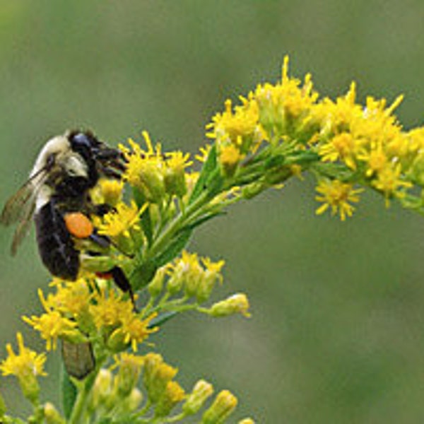 Goldenrod Seed, Solidago Seed, Solidago Rigida, Wildflower, Attracts Butterflies, Perennial Plant, attracts bees apprx 50 seeds per order