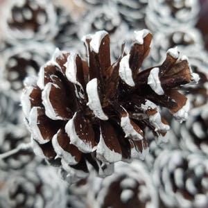 May include: A close-up of a brown pine cone with white paint accents. The pine cone is surrounded by other pine cones, all with white paint accents.