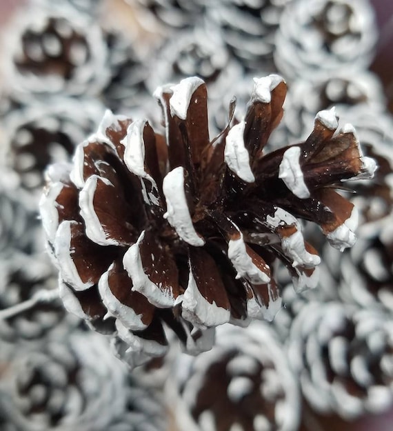 Pack of 10 Natural Frosted Pine Cones