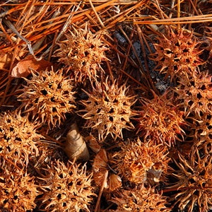 Puede incluir: Primer plano de varias vainas de semillas marrones y puntiagudas esparcidas entre agujas de pino naranjas. Las vainas tienen forma de estrella con numerosas puntas afiladas. Texturas naturales y colores cálidos.