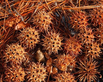 12 Sweet Gum Balls vase filler WITCHES BURRS Wild harvested Liquidambar styraciflua