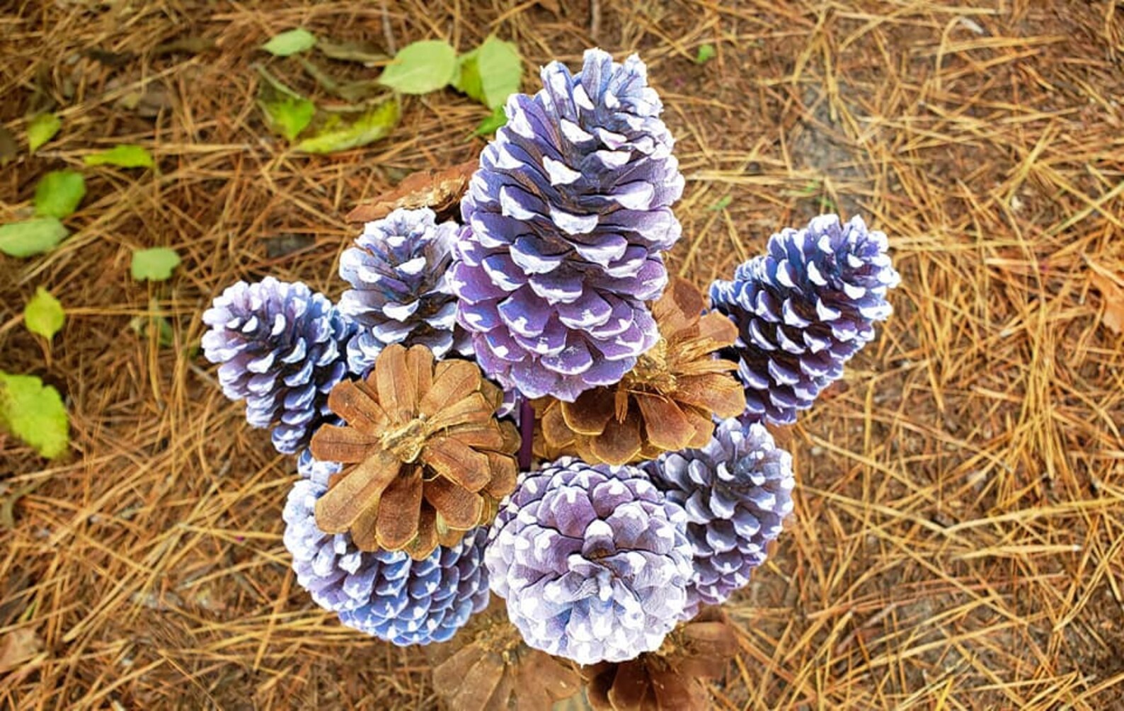 Texas Blue Pine Cone Zinnia Pine Cone Flowers One Long Etsy