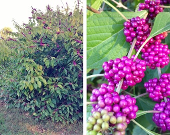 【数量限定】旧モデル在庫処分セールを開催します！ = Berries 100 Berry Beauty American 400 Beautyberry - Seeds その他