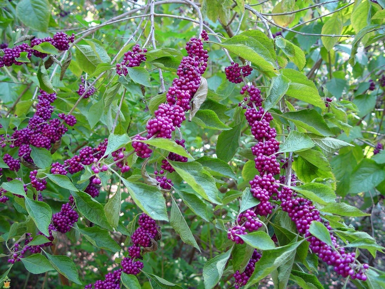 MagnoliaFloralTexas American Beauty Berry Seeds - Thumbnail 5