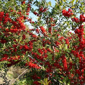 Large Red Berry Picks, Christmas Picks and Sprays, Red Berries